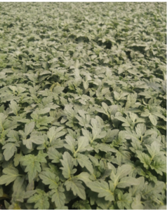 Kervan F1 Sırık Domates